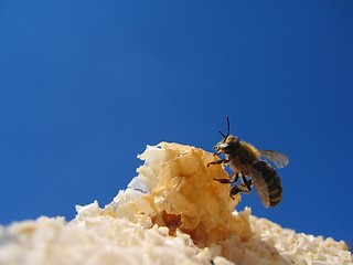 Image showing ''Bee lunch 14 ''