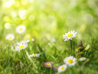 Image showing daisy flowers