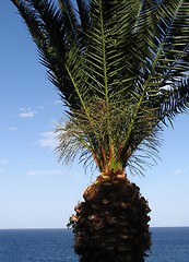 Image showing ''Palm tree 1''