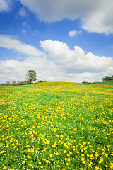 Image showing dandelion field