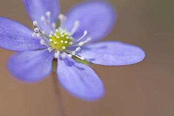 Image showing Hepatica Nobilis