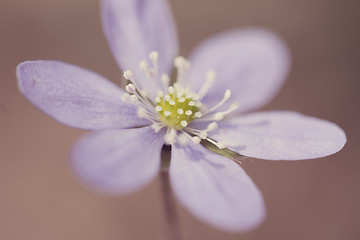 Image showing Hepatica Nobilis