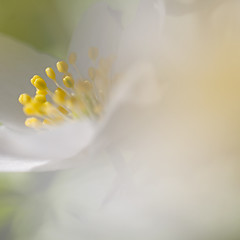 Image showing Anemone Nemorosa