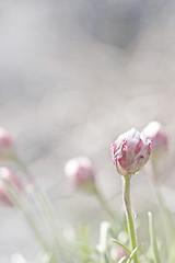 Image showing Thrift flower