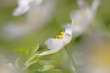 Image showing Anemone Nemorosa