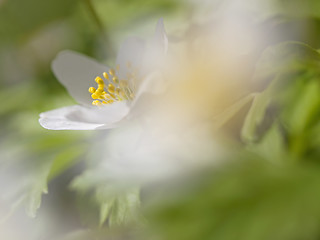 Image showing Anemone Nemorosa