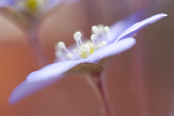 Image showing Hepatica Nobilis