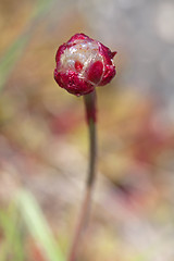 Image showing Thrift flower