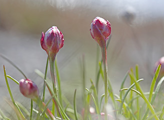 Image showing Thrift flower