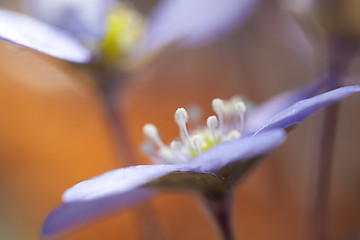 Image showing Hepatica Nobilis