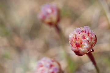 Image showing Thrift flower