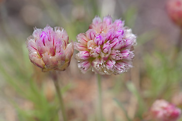 Image showing Thrift flower