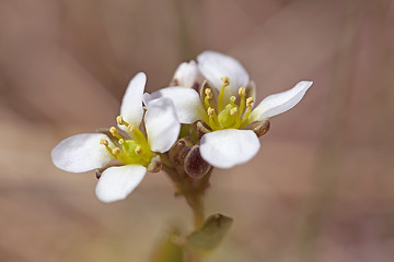 Image showing white yarrow flower