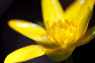 Image showing Yellow Marsh Marigold