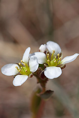 Image showing white yarrow flower