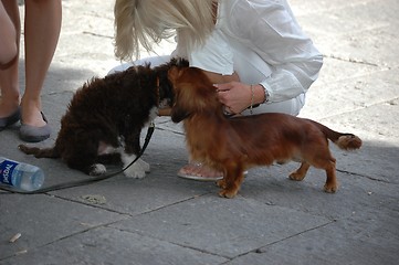 Image showing dogs greeting