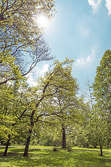 Image showing Green park in backlight