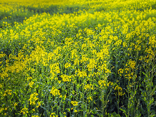 Image showing Rape field