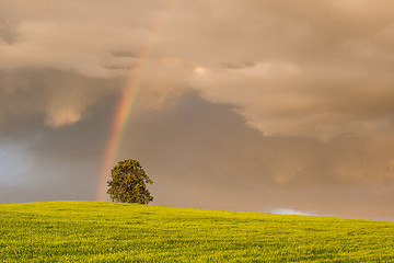 Image showing Rainbow on the barley field