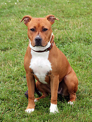 Image showing The portrait of American Staffordshire Terrier