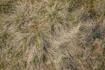 Image showing Dry grass