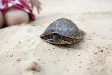 Image showing Pet turtle