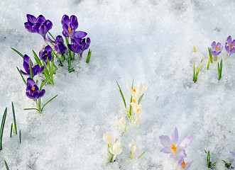 Image showing various saffron crocus flower blooms snow spring 