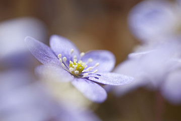 Image showing Hepatica Nobilis