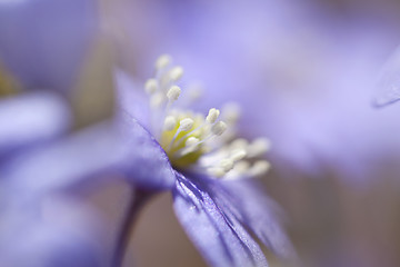 Image showing Hepatica Nobilis