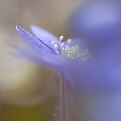 Image showing Hepatica Nobilis