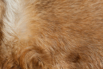Image showing Macro Wool red dog