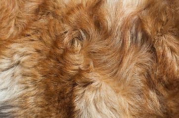 Image showing Macro Wool red dog