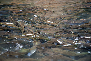 Image showing fish in national park