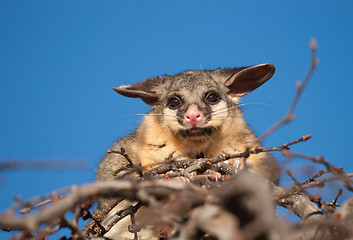 Image showing brush tail possum in tree