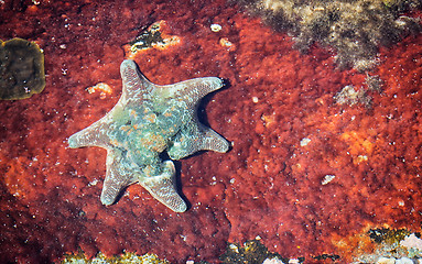 Image showing starfish on rusted metal