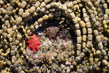 Image showing starfish in rock pools