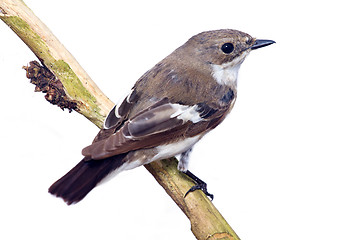 Image showing  Ficedula hypoleuca