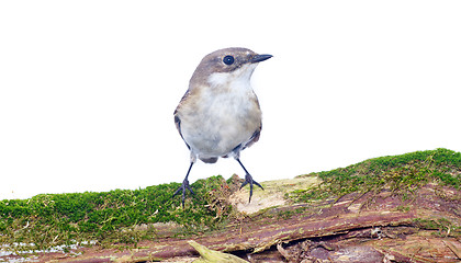 Image showing  Ficedula hypoleuca