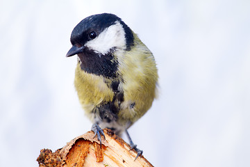 Image showing  titmouse