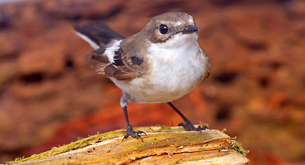 Image showing   Ficedula hypoleuca