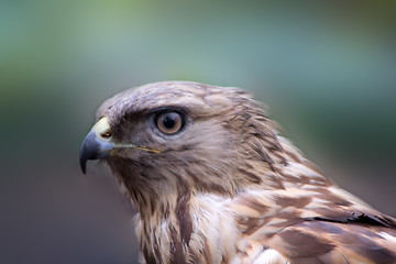 Image showing buzzard