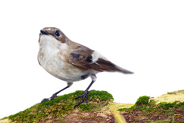 Image showing  Ficedula hypoleuca