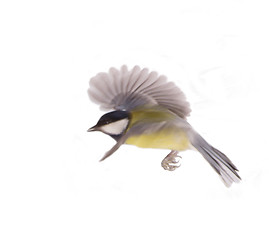 Image showing Great Tit, Parus Major flight