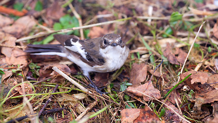 Image showing   Ficedula hypoleuca