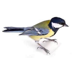 Image showing bright titmouse