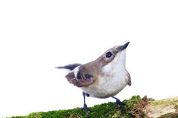 Image showing  Ficedula hypoleuca