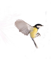 Image showing Great Tit, Parus Major flight