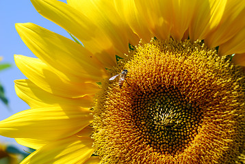 Image showing Sunflower and bee