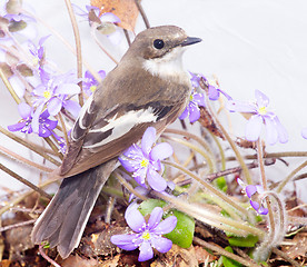 Image showing   Ficedula hypoleuca