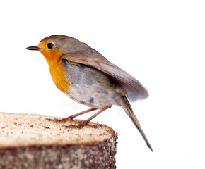 Image showing   robin (Erithacus rubecola)